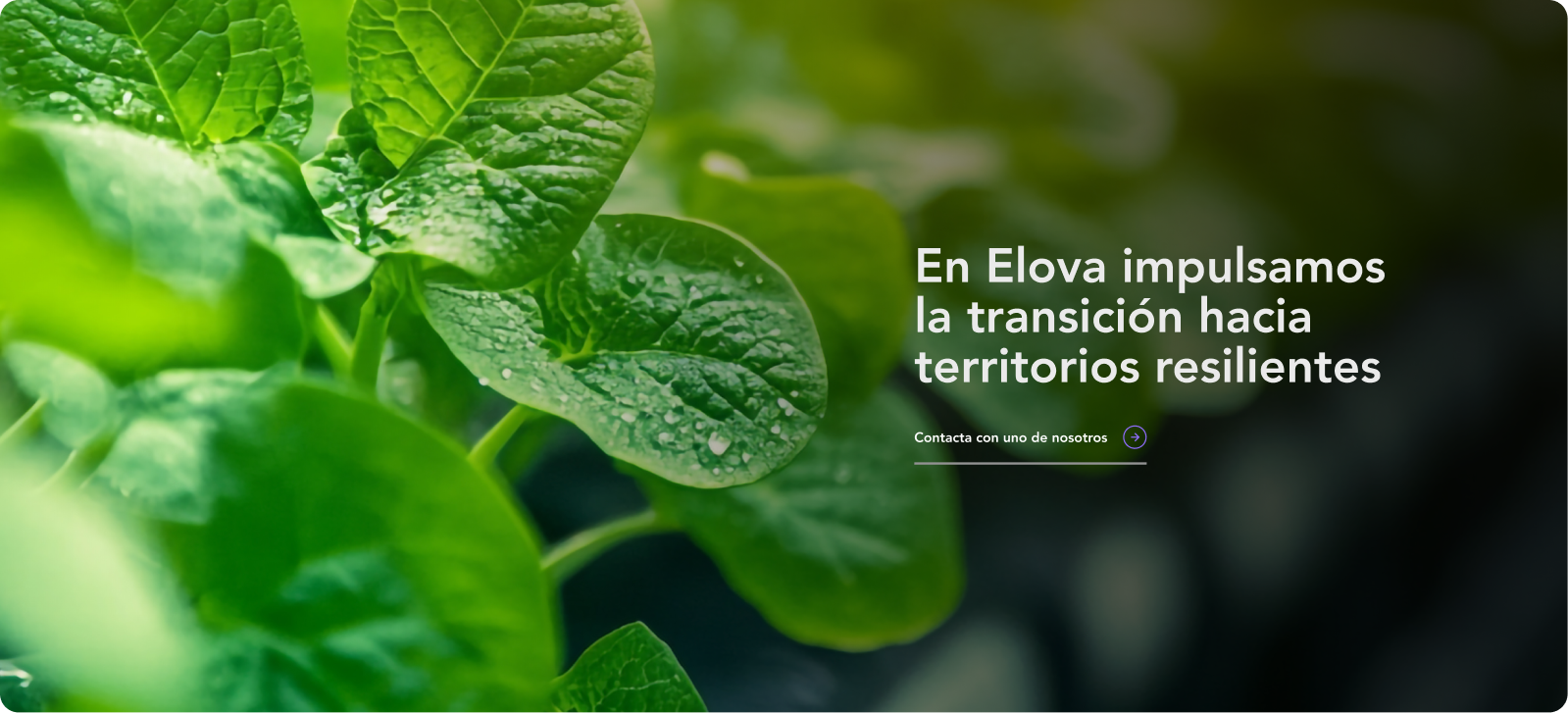 elova004